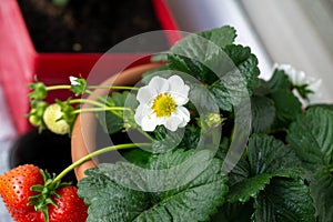Blooming strawberries in the pot on the balcony.