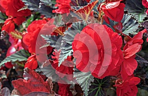 Blooming red tuberous begonia for landscaping balconies, verandas, closed yards and flower beds