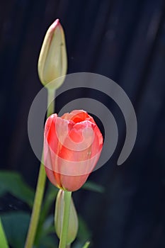 Blooming Red Tulip and Tulip Bud Flowering