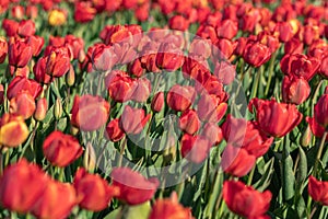 Blooming red tulip fields. Floral spring background.