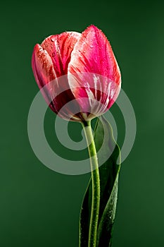 Blooming red tulip on a green background