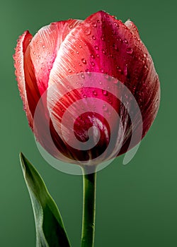 Blooming red tulip on a green background