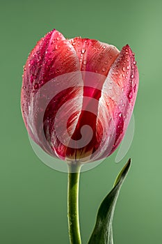 Blooming red tulip on a green background