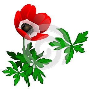 Blooming red Tulipan and leaves. Vector photo