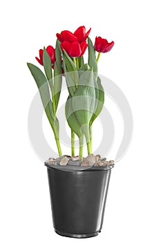 Blooming Red Tulips