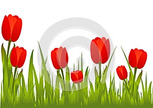 Blooming Red Tulips