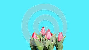 Blooming red tulips flower buds ALPHA matte