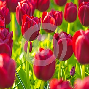 Blooming red tulips flowers field