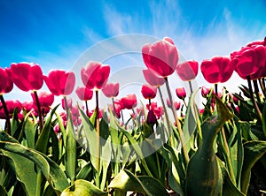 Blooming red tulips flowers on the Netherlands farm. Amazing spring view oj flowers on the blue sky background at the sunny mornin