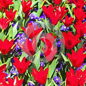 Blooming red tulips in Holland