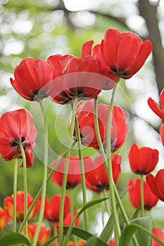 blooming red tulips in park on flower bed. spring fresh flowers in sunlight.