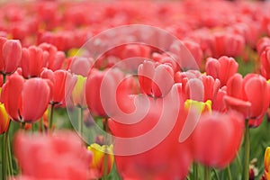 blooming red tulips in park on flower bed. spring fresh flowers in sunlight.