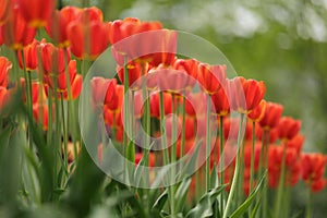 blooming red tulips in park on flower bed. spring fresh flowers in sunlight.