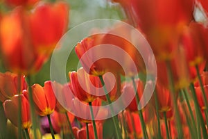 blooming red tulips in park on flower bed. spring fresh flowers in sunlight.