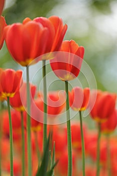 blooming red tulips in park on flower bed. spring fresh flowers in sunlight.