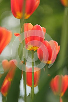 blooming red tulips in park on flower bed. spring fresh flowers in sunlight.