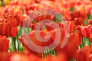 blooming red tulips in park on flower bed. spring fresh flowers in sunlight.