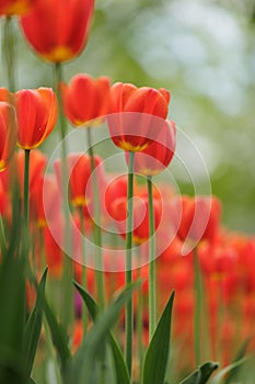 blooming red tulips in park on flower bed. spring fresh flowers in sunlight.