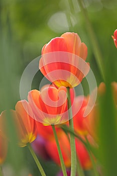 blooming red tulips in park on flower bed. spring fresh flowers in sunlight.