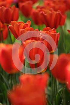 blooming red tulips in park on flower bed. spring fresh flowers in sunlight.