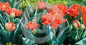 Blooming red tulips with petals opening outdoors