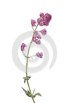 Blooming red valerian