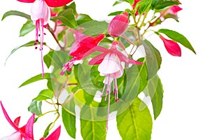 blooming red and white fuchsia flower is isolated on white background, `Shadow Dancer Betty`, closeup