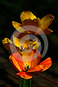 Blooming red and yellow flowers