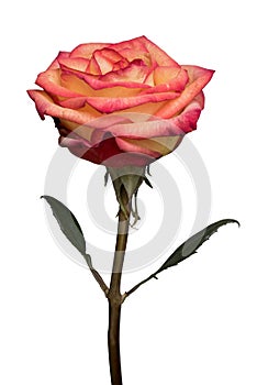 Blooming red and yellow rose with leaves and stem isolated