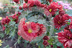 Blooming red and yellow semidouble Chrysanthemums photo