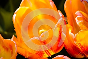 Blooming red and yellow tulip in the rain