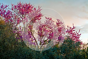 Blooming redbud tree at sunset