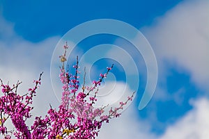 Blooming redbud  tree under the blue sky