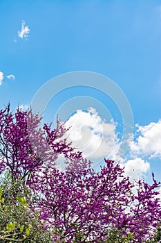 Blooming redbud  tree under the blue sky