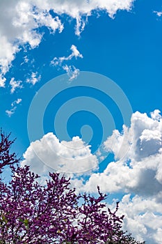 Blooming redbud  tree under the blue sky