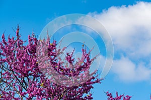 Blooming redbud  tree under the blue sky