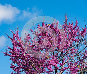 Blooming redbud tree under the blue sky