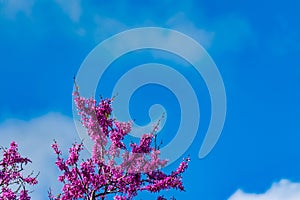 Blooming redbud  tree under the blue sky