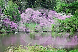 Blooming redbud trees next to Lake Marmo with reflections.