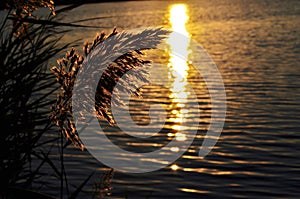 Blooming reed over the lake at sunset.