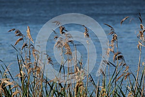 Blooming reeds in a transparent lake in the forest. Bulrush bent over the lake