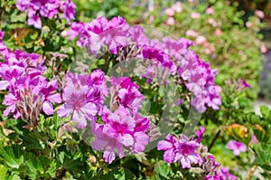 Blooming Regal Pelargonium with pink flowers. It`s an evergreen bushy perennial originally from South Africa photo