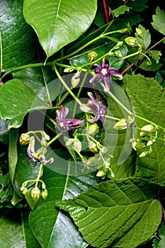 Blooming relic PerÃÂ­ploca grÃÂ¡eca close-up photo