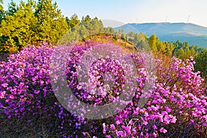 The blooming rhododendra and pinetrees sunrise