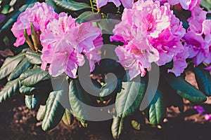 Blooming rhododendron