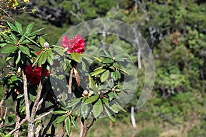 Blooming rhododendron arboreum in Horton Plains