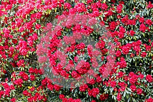Blooming Rhododendron bush