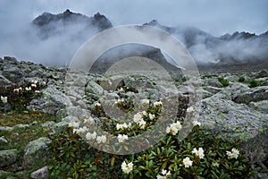 Blooming rhododendron bushes in the foreground with a backdrop of fog covered mountains