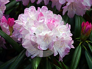 Blooming Rhododendron degronianum Carriere