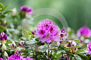 Blooming Rhododendron flowers with bokeh green background